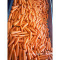 HIGH QUALITY WATER WASHED FRESH CARROT